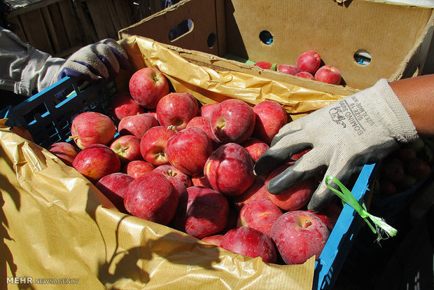 عوارض گمرکی صدور سیب به اقلیم کردستان عراق برداشته می شود
