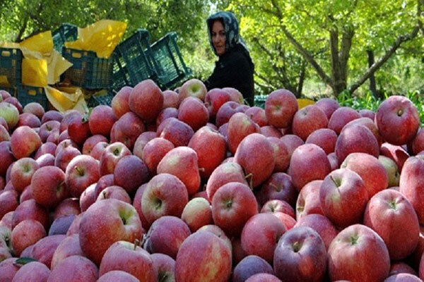عوارض گمرکی صدور سیب به اقلیم کردستان عراق برداشته می شود