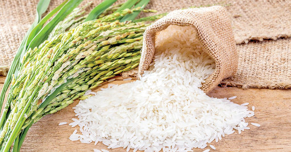 قیمت‌گذاری دستوری برنج